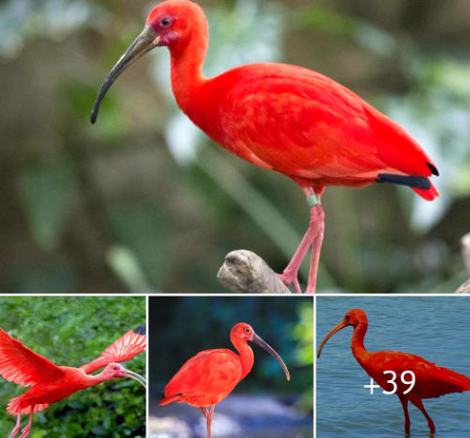 Discovering the Bright Plumage of the Scarlet Ibis with Chameleon Elegance