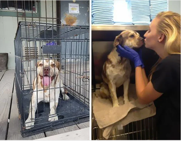 A dog that was abandoned and left to die with his mouth and legs taped finds happiness and hope after being rescued by plumbers, always wagging his tail.