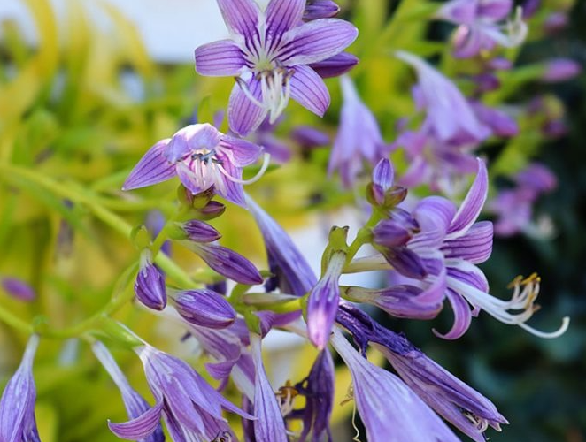 Garden of Wonders: Eight of the Most Stunning Perennials Ever