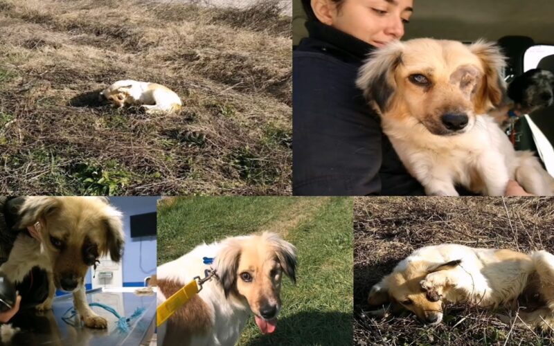 Help save the blind dog with both eyes. This dog was discovered by volunteers in a wild grass field. The dog is excellent and very obedient. When the stunning girl went to the clinic for medical attention, an amazing thing occurred. It’s a good thing that Honey has a fresh life and new name.