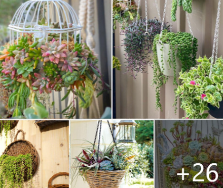 Several ideas for hanging succulents to inspire you