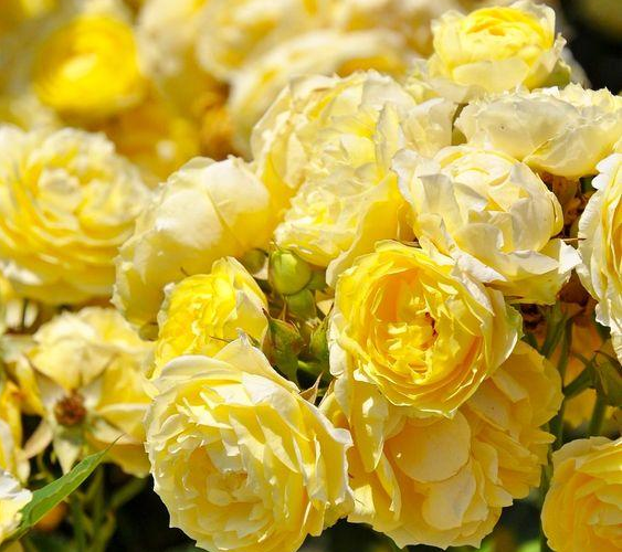 Yellow roses are a sign of luxury, representing a selection of flowers that exude grace and coziness.