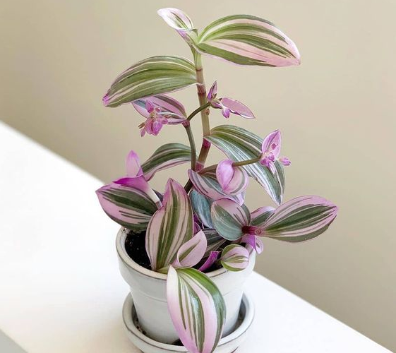 5 Easy Steps To Develop Tradescantia to Improve Your House