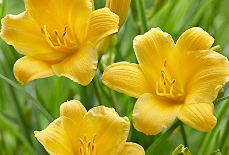 Experience Garden Bliss with These Seven Bright Yellow Flower Varieties and Bask in the Radiance of Serenity