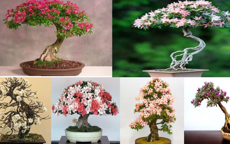 Your home would become more luxurious if you have a lovely blossoming bonsai like this. HaoHa