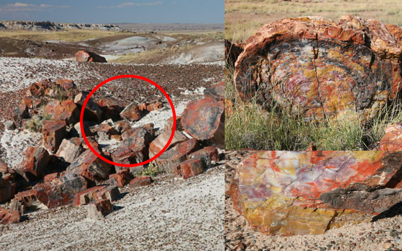 An Arizonan petrified opal tree trunk Its Age Is Roughly 225 Million Years