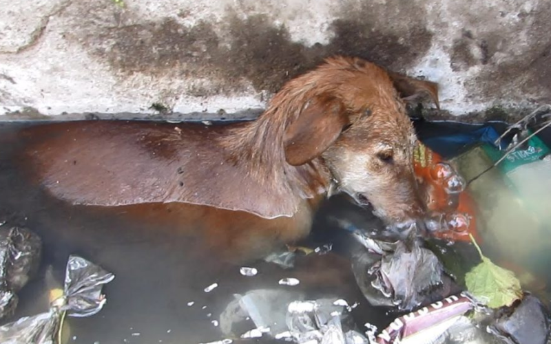 A Heart-Reddening Experience: Disclosing and Sleeping with an Abandoned Dog in a Water-Filled Hollow by the Side of the Road