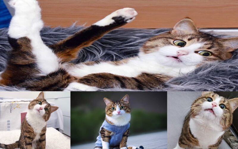 Rexie: The Adorably Adorable Cat Who Has Charm And Charisma To Survive Disability