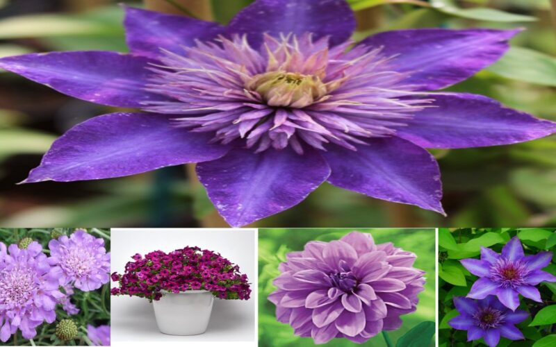 Discover the Enchantment of Purple in Your Landscape with These 27 Bright Flowers. HaoHa