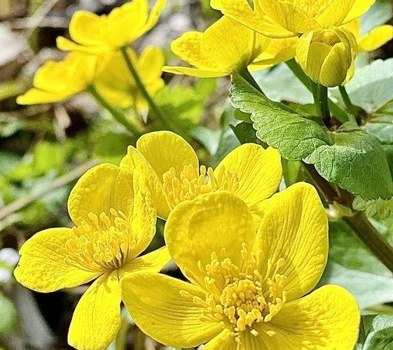 Dive into the vibrancy of  cheery yellow flowers that will brighten your day!