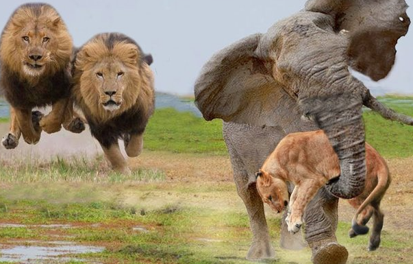 The female elephant kills the lion in a show of fierceness in order to protect the young elephant