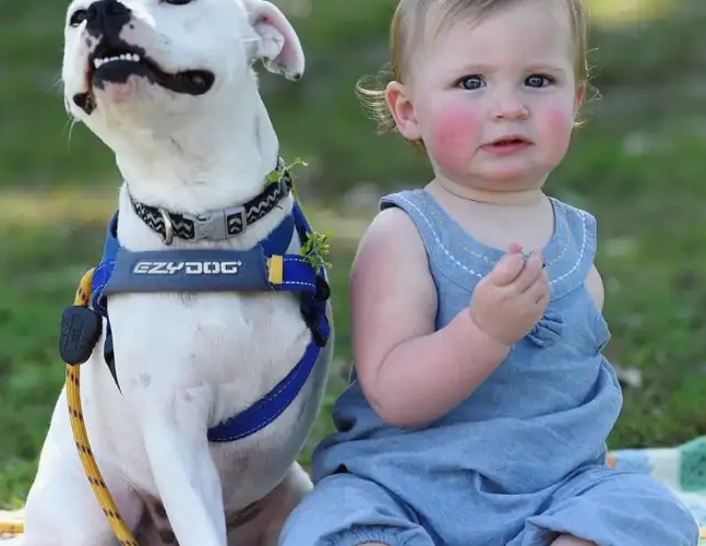 The inspirational relationship between a three-legged dog and a four-year-old boy who overcomes physical restrictions