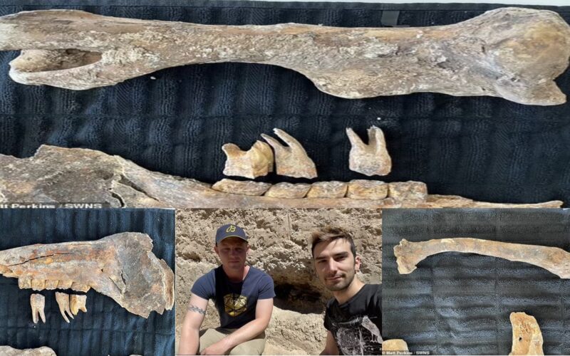 A couple from Las Vegas discovered this fossil in their backyard garden, which they believe to be that of an Ice Age horse.