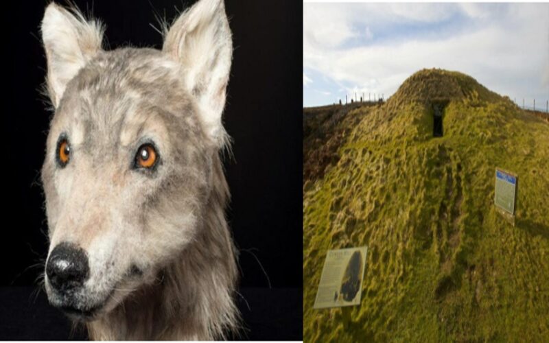 This Is How Dogs Appeared 4,500 Years Ago in Scotland