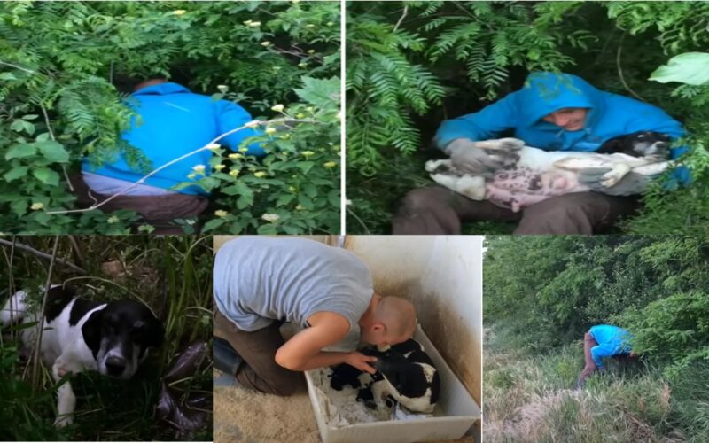 When a kind bystander spots a pregnant stray dog hiding in the bushes, she quickly heads over to save her before she gives birth to her babies.