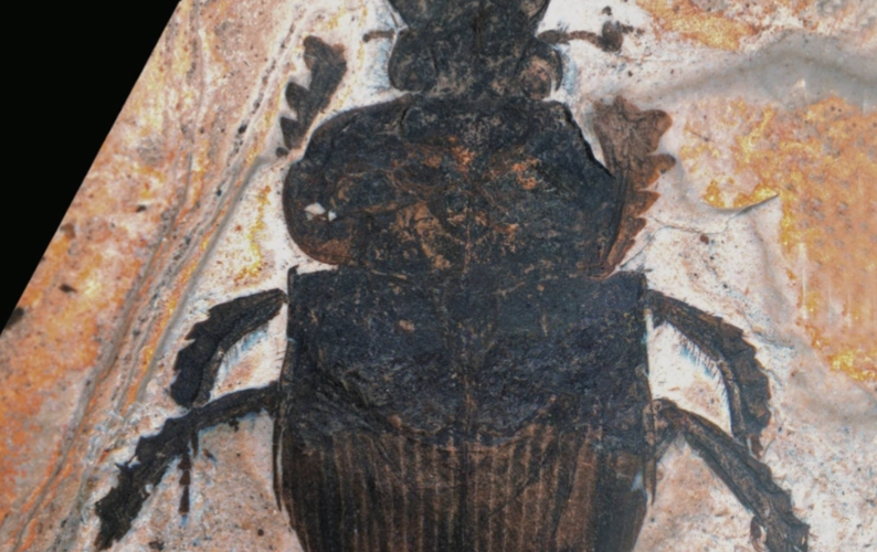 First-ever Finding in a Classroom: 300,000-year-old, perfectly preserved new dung beetle fossil discovered by a Japanese high school student