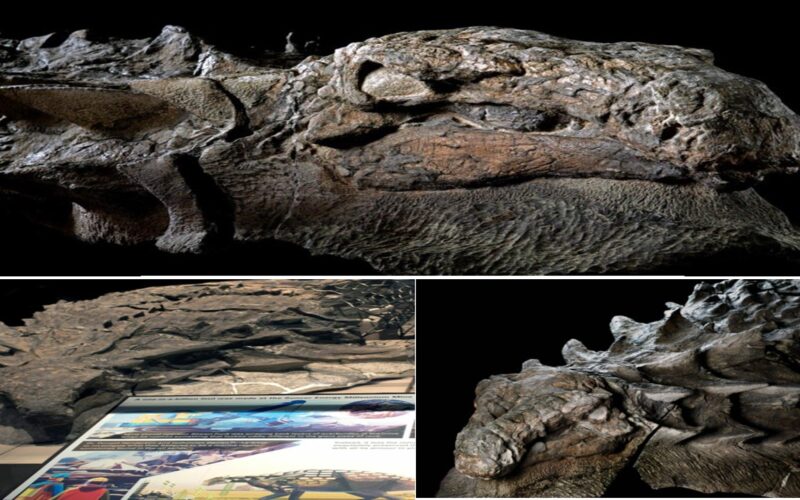 Unveiled in Canada, a Nodosaur Dinosaur “Mummy” with intact skin and guts