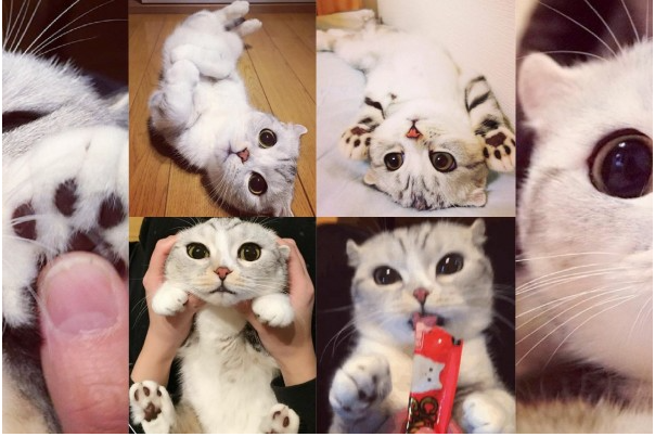 Hana: The Cute, Large-Eyed Cat Taking the Social Media World by Storm!