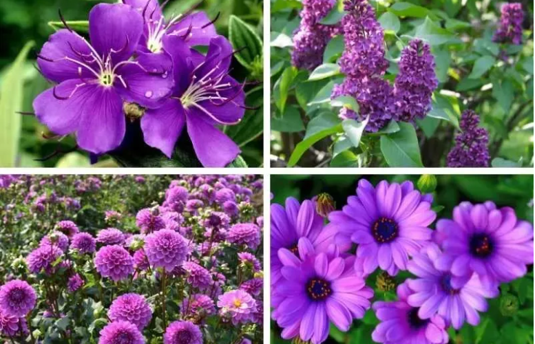 These nine gorgeous purple perennials will add a touch of elegance to your yard.