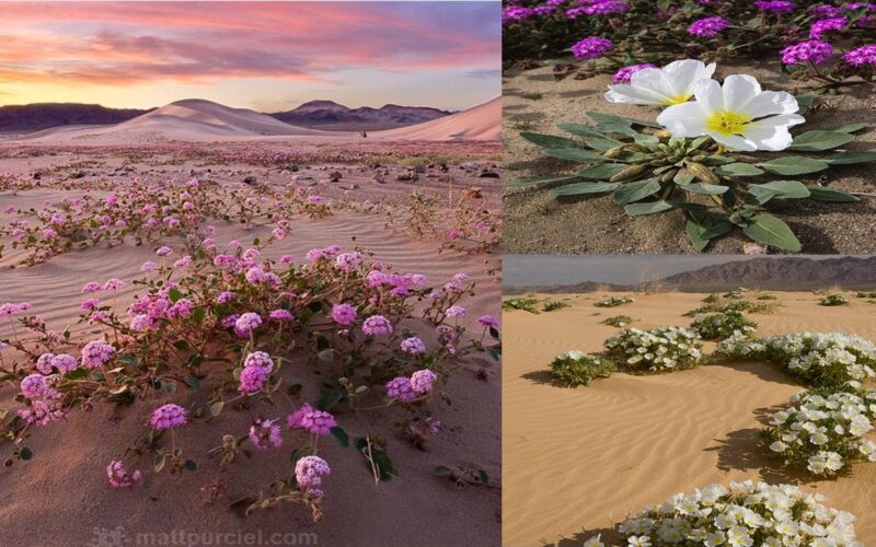 Colors Dancing in the Desert: The Everlasting Beauty of Desert Flowers