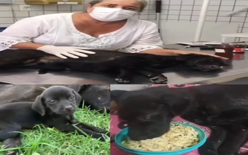 We were unable to contain our tears as the exhausted mother dog gave out a heartbreaking scream, her last-ditch request for nourishment acting as a lifeline for her helpless cubs.