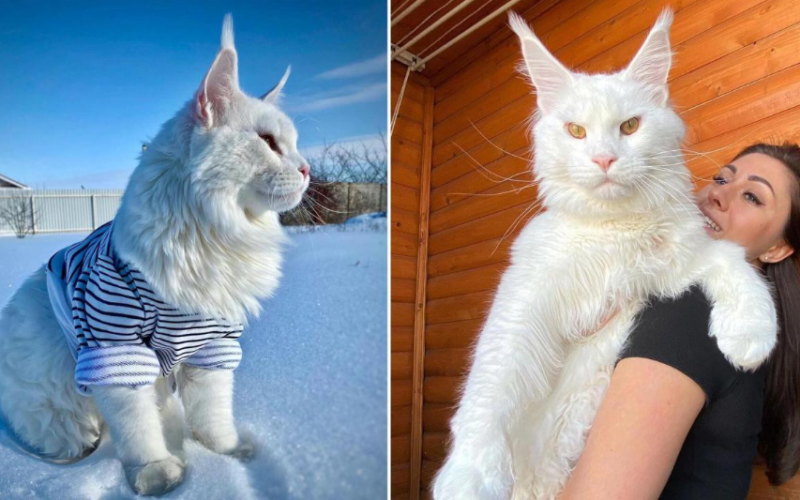 Introducing Kefir, the enormous cat that now holds the record for being the largest cat in the world, measuring almost as long as a 4-year-old child.