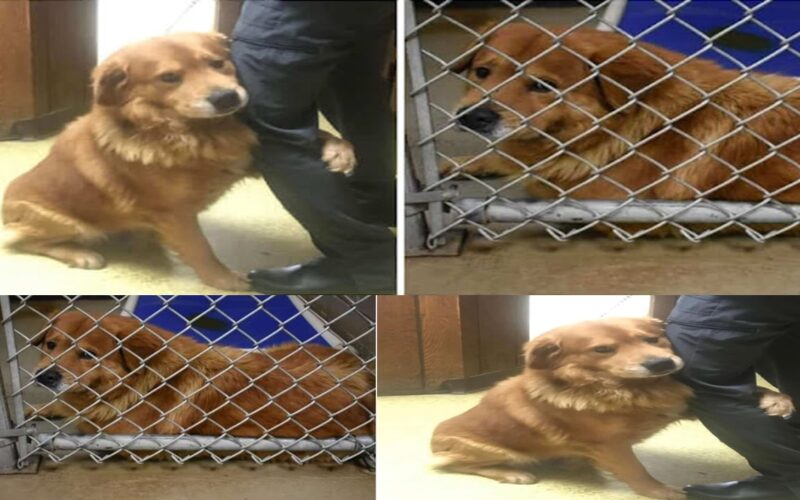 “A dog that has been left behind in a Walmart parking lot hugs the rescuer nonstop, expressing its sincere appreciation and affection.”