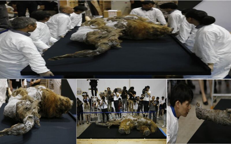 Tokyo hosts a display of a 9000-year-old frozen woolly mammoth discovered in Siberia.