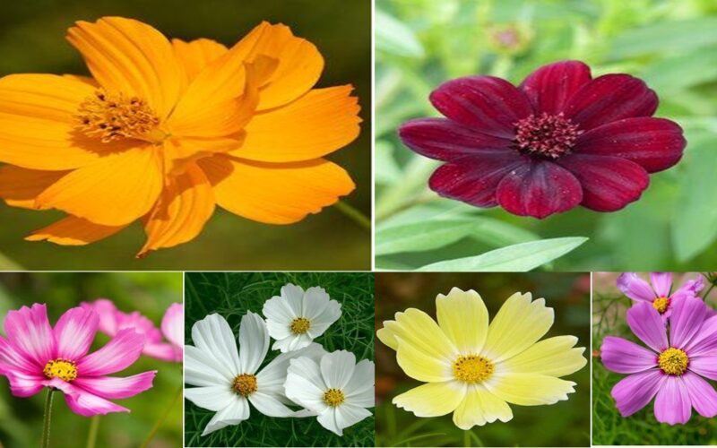 How to cultivate Cosmos flowers to create a lovely landscape