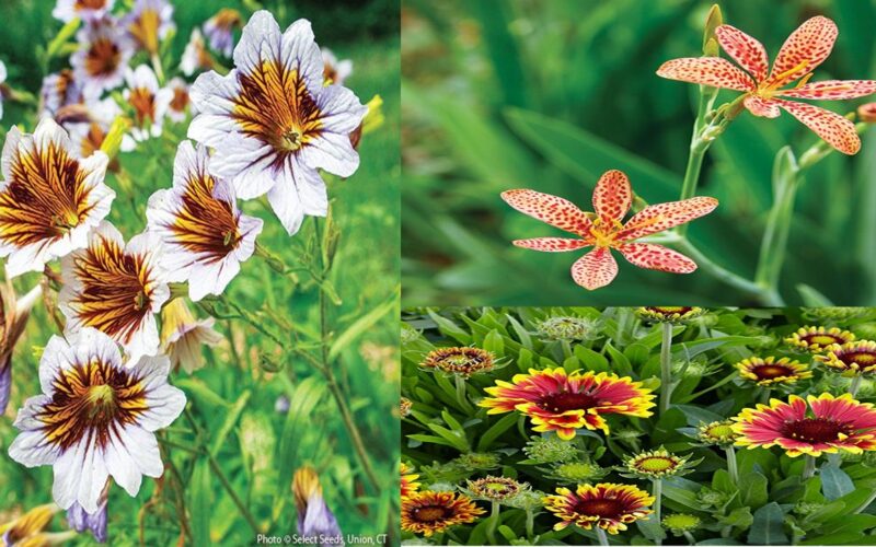 Ten Unique Flowers with Detailed Petal Patterns