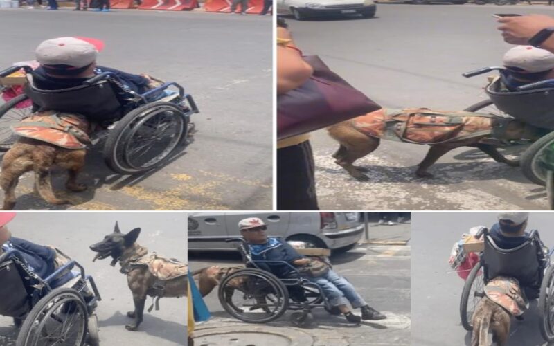 He and his companion Milo warmed the hearts of millions of people across the globe as they walked through American streets.