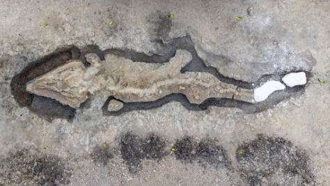 Large 30-foot “sea dragon” fossil, dating back 180 million years, found in the United Kingdom.