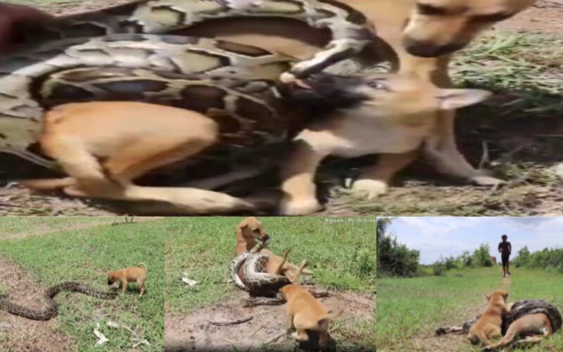 A moment of pure joy: a courageous dog screams for assistance and struggles to protect itself from a powerful attack by a massive python