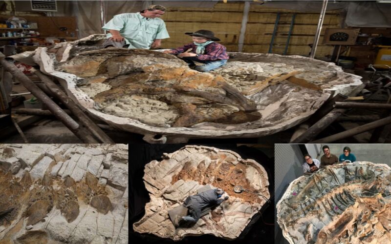 The ‘destroyer’s legs’ dinosaur, Zul, has been revealed by a new, massive fossil that shows its tail weight.