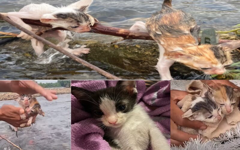 The two resolute cats, scared but not willing to give up, clung to the tree branch and waited for their last chance at survival. They made the decision to proceed while not realizing that danger lay ahead.Ngoc-Chau