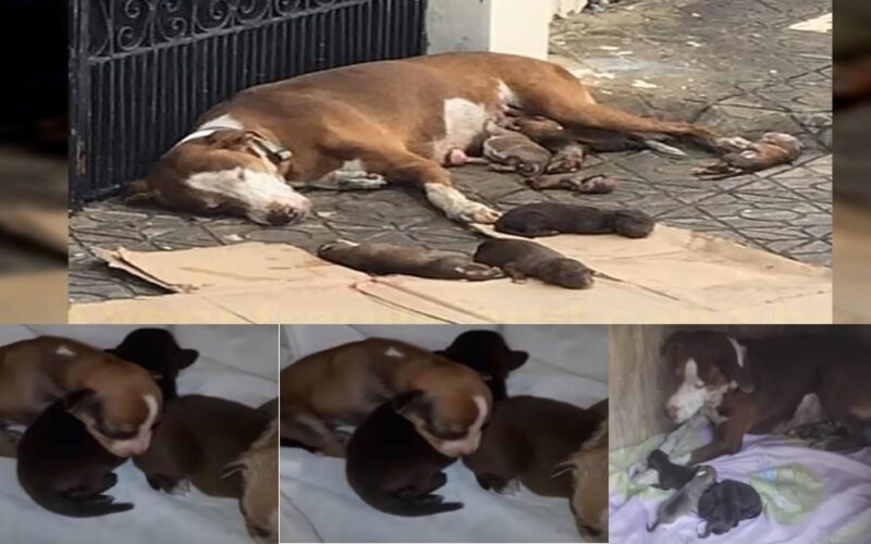 Just in time, a kindhearted canine mother who gave birth to her puppies on the streets was saved together with her priceless babies.