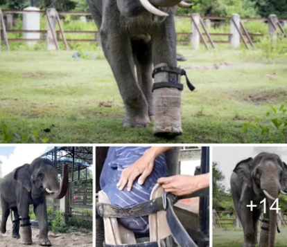 renewed optimism when an elephant who had lost one limb learns to walk with the help of a prosthetic leg and finds its zest for life