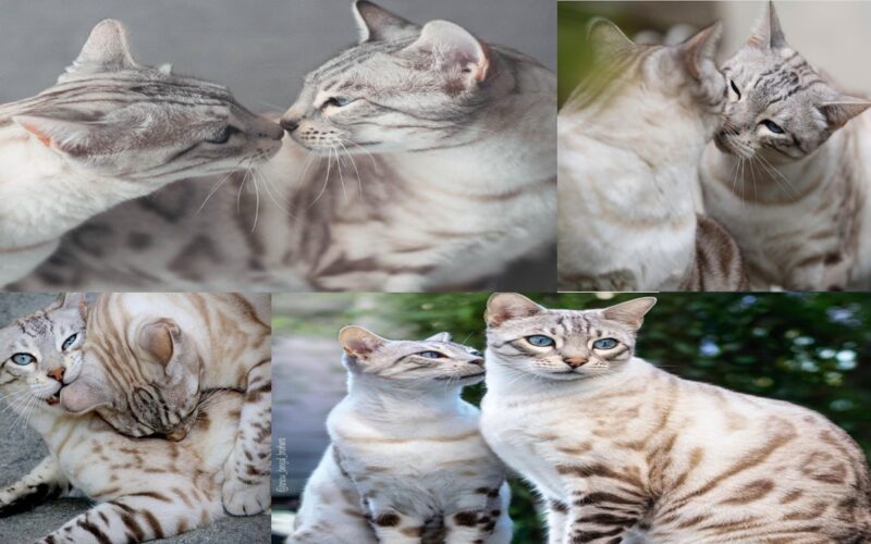 Snow Bengal Romance: An Amazing Story of Feline Adoration