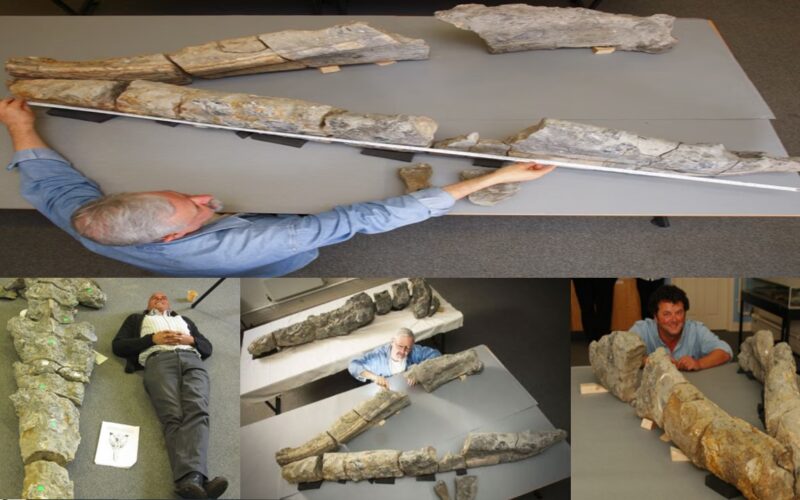 A 12 m long Pleistosaur known as “Sea moοѕteγ” that was discovered in England