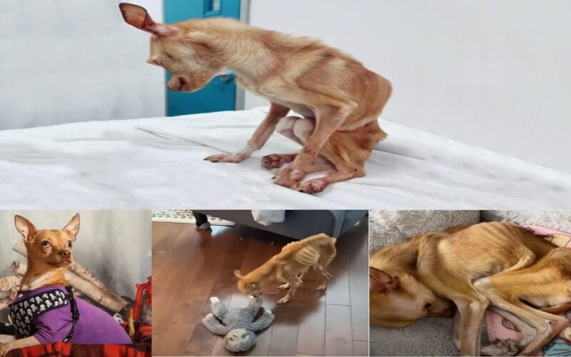 A Chihuahua’s Amazing Journey from Malnutrition to Gorgeous Beauty: Honoring the Strength of Caring Love