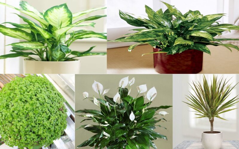 More than ten indoor plants that can thrive under the worst conditions