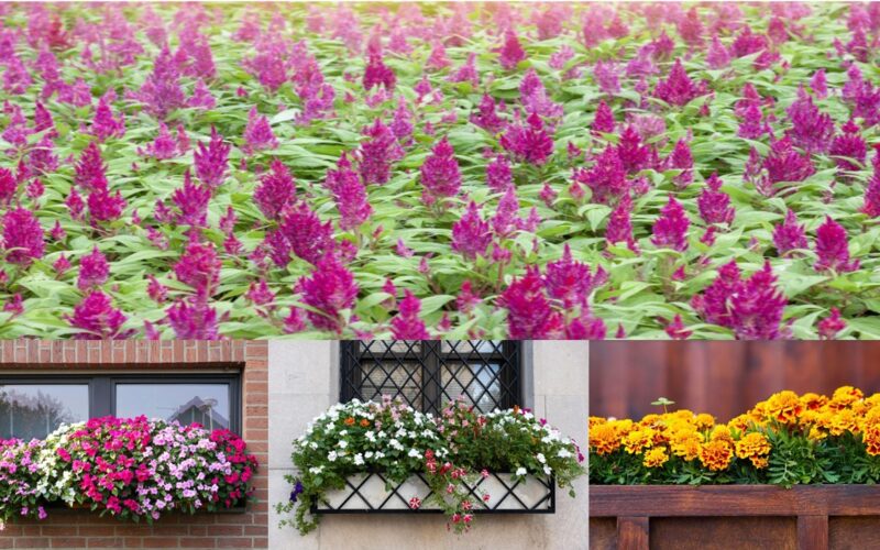 A Stunning Mini Garden Display with Window Box Flowers.