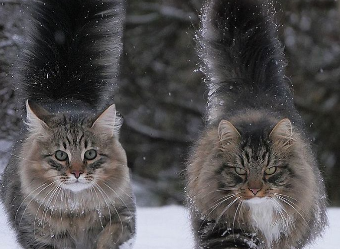 30 enthralling images that provide a peek into the playful lives of Finnish cats