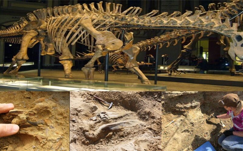 In Chongqing, China, a massive, complete fossil set that dates back more than 9 million years was found and put on display.