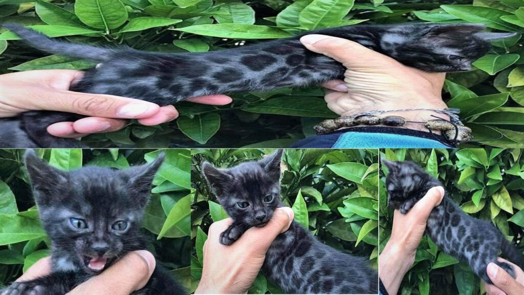 Introducing the captivating Black Bengal Cat: An exquisite feline possessing an alluring aura. Ngoc-Chau